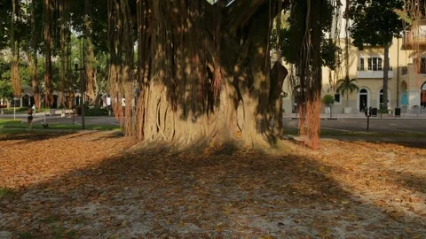 Wide view pan left to right Large banyan tree early morning sunshine and shade i Stock Footage 282496792