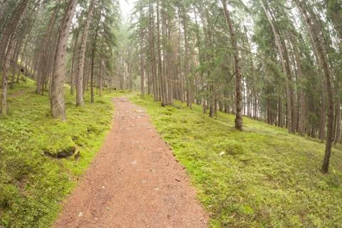 Wide view on a path long the forest Stock Photos
