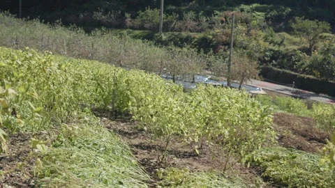 Wide View of a Perilla Field During Autumn Harvest Stock-Footage 347648334