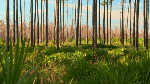 Wide view of the pine flatwoods ecosystem in Okefenokee Swamp with longleaf Stock Footage 324890904