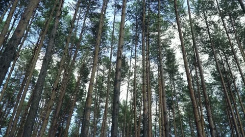 Wide view of the Pine Forest. Forest with pine trees waving in the wind Stock-Footage 113048585