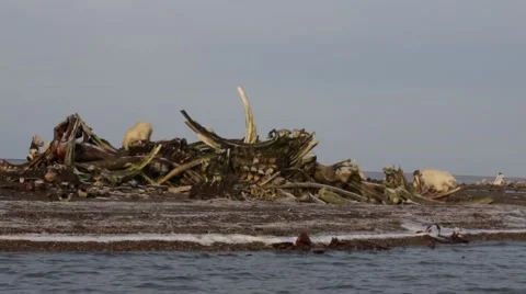 Wide view of Polar bears eating whale carcass in Kaktovic, Alaska Stock Footage 48937760