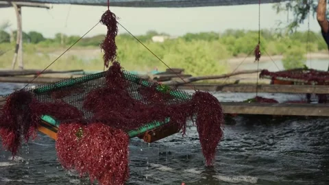 Wide view of red seaweed growing on floating aquaculture rafts Stock Footage 339530006