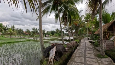 Wide view of rice fields at sunset with palm-lined memorial alley in Ubud Bali Stock Footage 339908301
