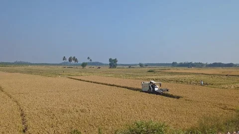 Wide view of rice harvest machine working across field during agricultural .. Vídeos de archivo 335873585
