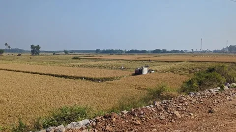 Wide view of rice harvest machine working across field during agricultural .. Stock Footage 335873618