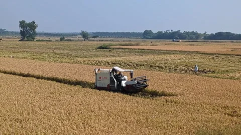 Wide view of rice harvest machine working across field during agricultural .. Stock Footage 335874133