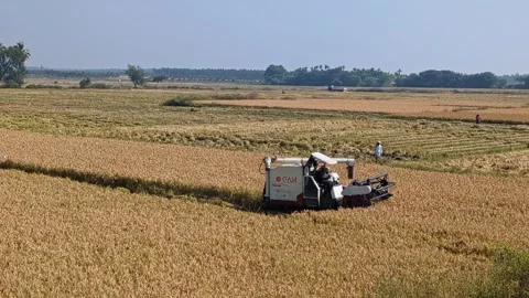 Wide view of rice harvest machine working across field during agricultural .. Stock Footage 335874149