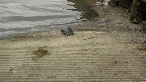 Wide view on right side Yellow-bellied Slider (Trachemys scripta) turtle scurryi Stock Footage 287399489