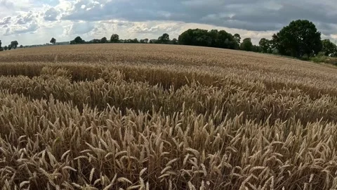 Wide View of Ripe Wheat Field Under Dramatic Summer Sky in Germany Video stock 340913195
