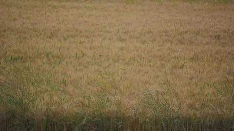 Wide View of Ripening Wheat Field Stock Footage 334012143