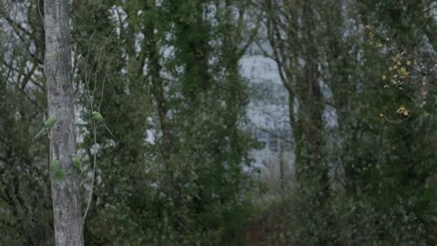 Wide view of Rose-ringed parakeet perched on a tree in The Hague 스톡 동영상 253201657