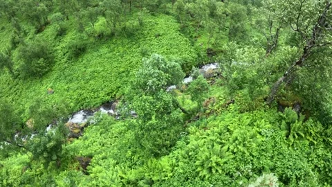 Wide view of rushing mountain stream through lush green forest in Senja Norway Vidéo 342340364