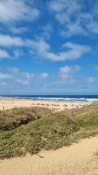 Wide view of a sandy Atlantic beach framed by coastal dunes and beach umbrell Stock Photos