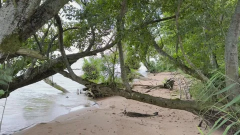 Wide View Sandy Shore Trees Sunlight Landscape Stock Footage 320949295
