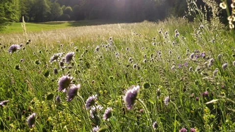 Wide View of Scabiosa Meadow – Soft Green Light – 4K Cinematic Stock-Footage 320162984