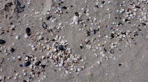 A wide view of seashells scattered across the sandy beach. Foto stock