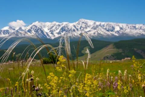 Wide view of a section of the snow-capped rocky mountains with flowers in the Stock Photos