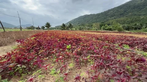 A wide view shows dense rows of red amaranth covering an agricultural field Stock-Footage 326319532