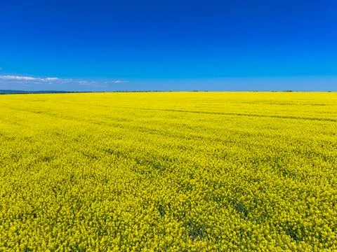 A wide view shows vast fields filled with yellow flowers under a blue sky. Th Fotos Stock
