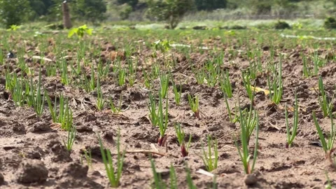 A wide view shows young green onion shoots growing across damp soil while an Stock Footage 327970751