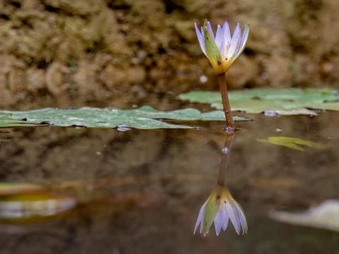 Wide view from the side of a blooming water lily flower and its reflection, i Stock Photos