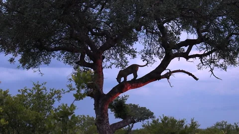 Wide view of silhouette of leopard standing on branch in tree at dusk Stock Footage 168907604