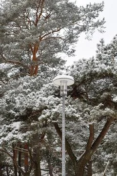Wide view of snow covered pine forest park with street lantern Stock Photos