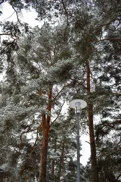 Wide view of snow covered pine forest park with street lantern Stock Photos