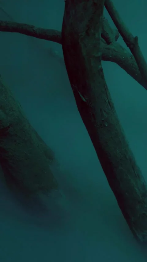 Wide view of submerged tree trunks Stockbeeldmateriaal 341360487