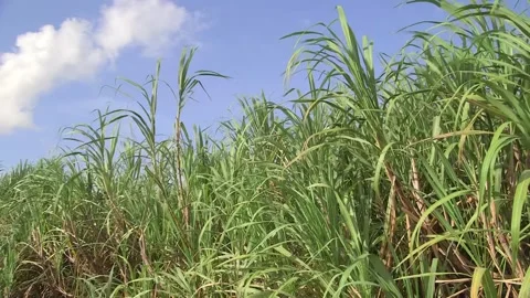 Wide view of sugar cane field in the Dominican Republic, with tall green stalks Stock Footage 332646720