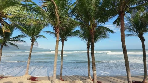 Wide view through Tropical Palm Trees on Sandy Beach with Ocean Waves in the Vidéo 342784325