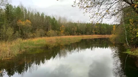 A wide view of a tranquil forest pond in late autumn. Still water reflects the c Stock Footage 321859631