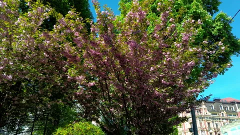 Wide view on a tree with blooming flowers and clear blue sky on background Stock-Footage 197797660