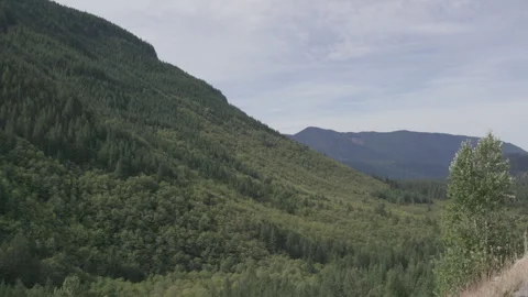 Wide view of tree canopy along mountainside in the pacific northwest Video stock 332309048