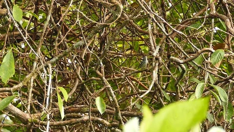 Wide view of tree with quick black and white warbler hopping Stock Footage 123556467