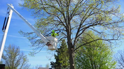 Wide view of Tree trimming worker working from bucket truck near roadside, Видео 334055206