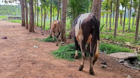 Wide view of two cows grazing near palm trees in sunny countryside landscape 库存影片 347058791