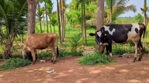 Wide view of two cows grazing near palm trees in sunny countryside landscape Stockbeeldmateriaal 347058794