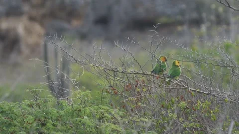 Wide view of Two Yellow-shouldered Amazon Parrot perched in an acacia tree Video stock 242713459
