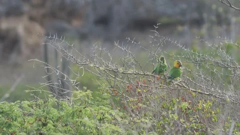 Wide view of two Yellow-shouldered Amazon Parrot perched in an acacia tree Video stock 242713471