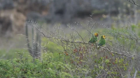 Wide view of two Yellow-shouldered Amazon Parrot perched in an acacia tree Video stock 242713483