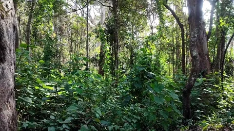Wide view under trees looking up at a bright green forest Stock Footage 164447109