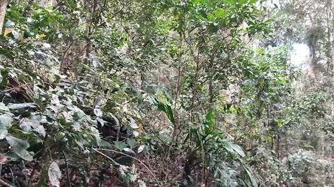 Wide view under trees looking up at a bright green forest Stock Footage 164447185