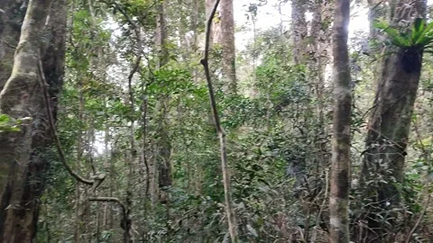Wide view under trees looking up at a bright green forest Stock Footage 164447297