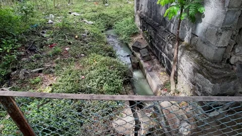Wide view of Urban small Drainage Canal Overflowing with Trash Sewage and P.. Video stock 336624784