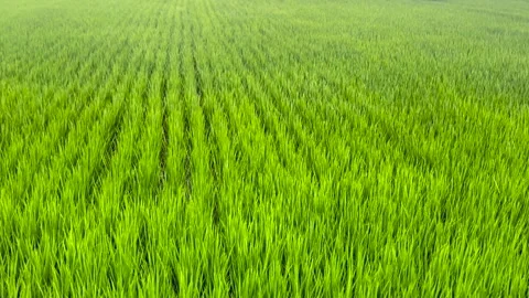 Wide view of vibrant green rice field with perfectly aligned rows during peak Video stock 341382038