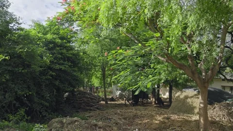 A wide view of the village atmosphere scene in rural North Karnataka, IndiaStock Footage