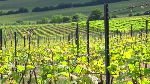 Wide view of vineyard rows across green hills with scattered trees in the c.. Vídeo Stock 342065358