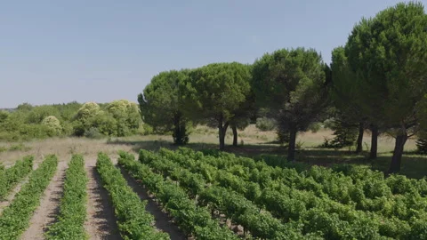 Wide view of vineyard rows with large pine trees and natural vegetation under Stock Footage 337991514